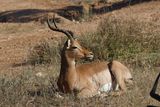 _MG_6846 Impala Buck.jpg