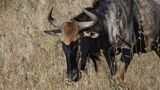_MG_6870 Wildebeest closeup.jpg