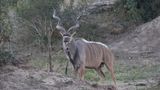 _MG_7063 Kudu.jpg