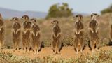 _MG_6072 Meerkats.jpg