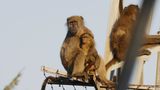 _MG_7164 baboons.jpg
