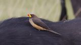 _MG_3947 Yellow-billed oxpecker.jpg