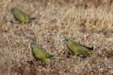 Rock Parrot