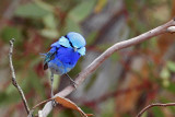 Splendid Fairy-wren