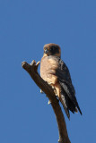 Australian Hobby