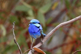 Splendid Fairy-wren