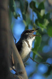 Crescent Honeyeater
