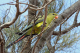 Regent Parrot