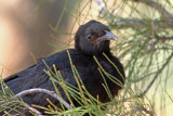 White-winged Chough