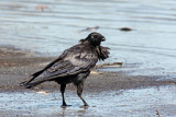 Australian Raven