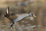 Australian Spotted Crake
