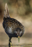 Australian Spotted Crake