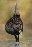 Australian Spotted Crake