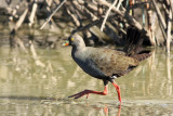 Black-tailed Native-hen
