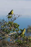 Rock Parrot