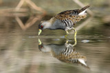 Australian Spotted Crake