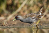 Australian Spotted Crake