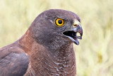 Brown Goshawk