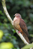 Brown Cuckoo-dove