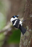 Frilled Monarch