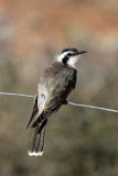 Black-eared Cuckoo