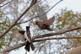 Dusky Woodswallow & Restless Flycatcher