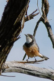 Rufous Whistler