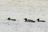 Freckled Duck