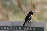 Scarlet Robin