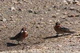 Welcome Swallow
