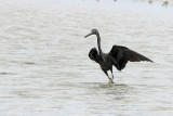 Eastern Reef Egret