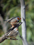 Zebra Finch