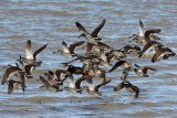 Pink-eared Duck
