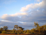 Evening in the mallee