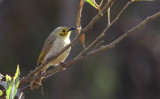 Yellow-tinted Honeyeater