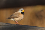 Long-tailed Finch