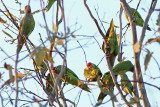 Varied Lorikeet