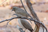 White-gaped Honeyeater