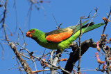 Red-winged Parrot