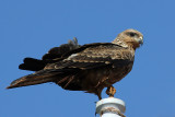 Black Kite