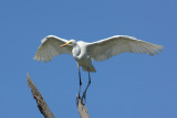 Great Egret