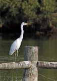 Intermediate Egret