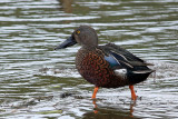 Australian Shoveler (male)