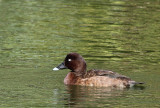Hardhead (male)