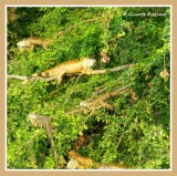 iguanes 