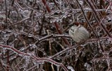 Ice Storm 16