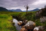 Dead Tree, Rannoch Moor