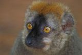 Lemur1