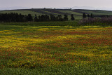 IMG_7972 - Valley of Jezreel 