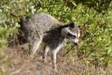 Common Raccoon